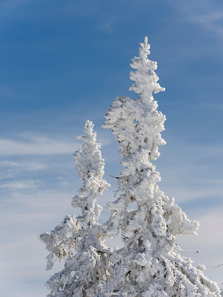Snow-covered trees at the peak of Mount Lusen Central Germany-Bavaria